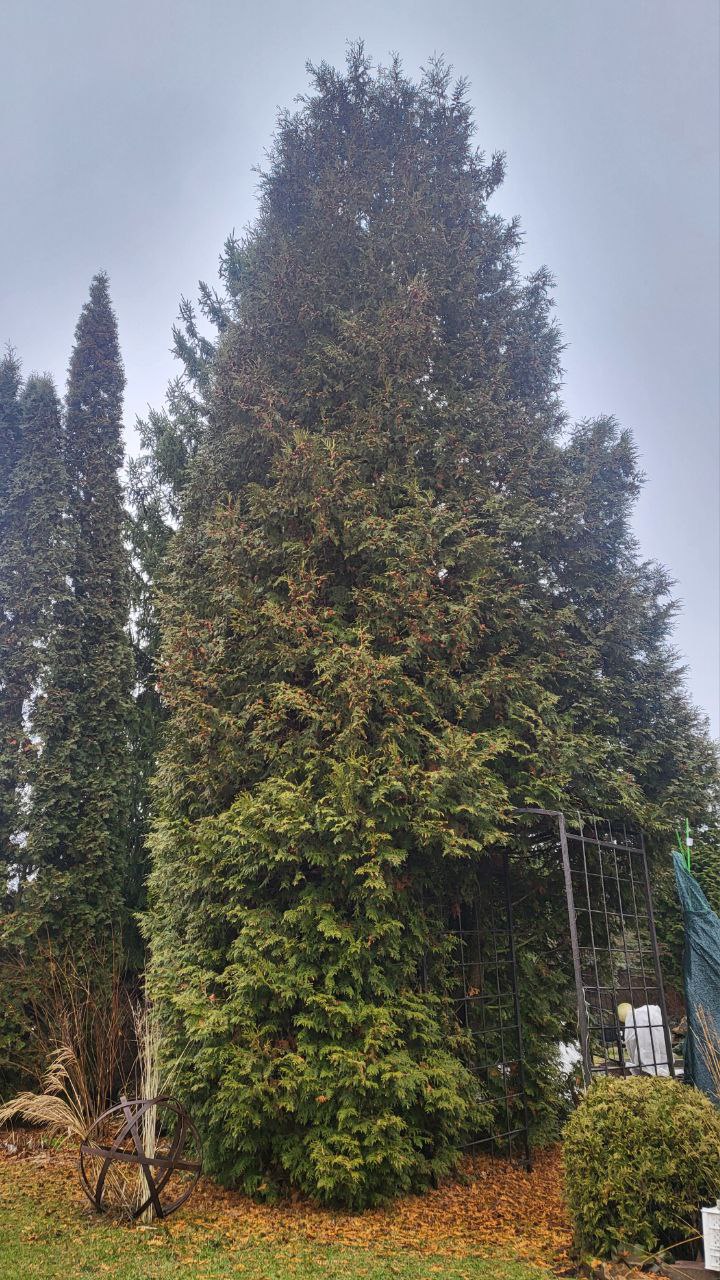 Thuja occidentalis