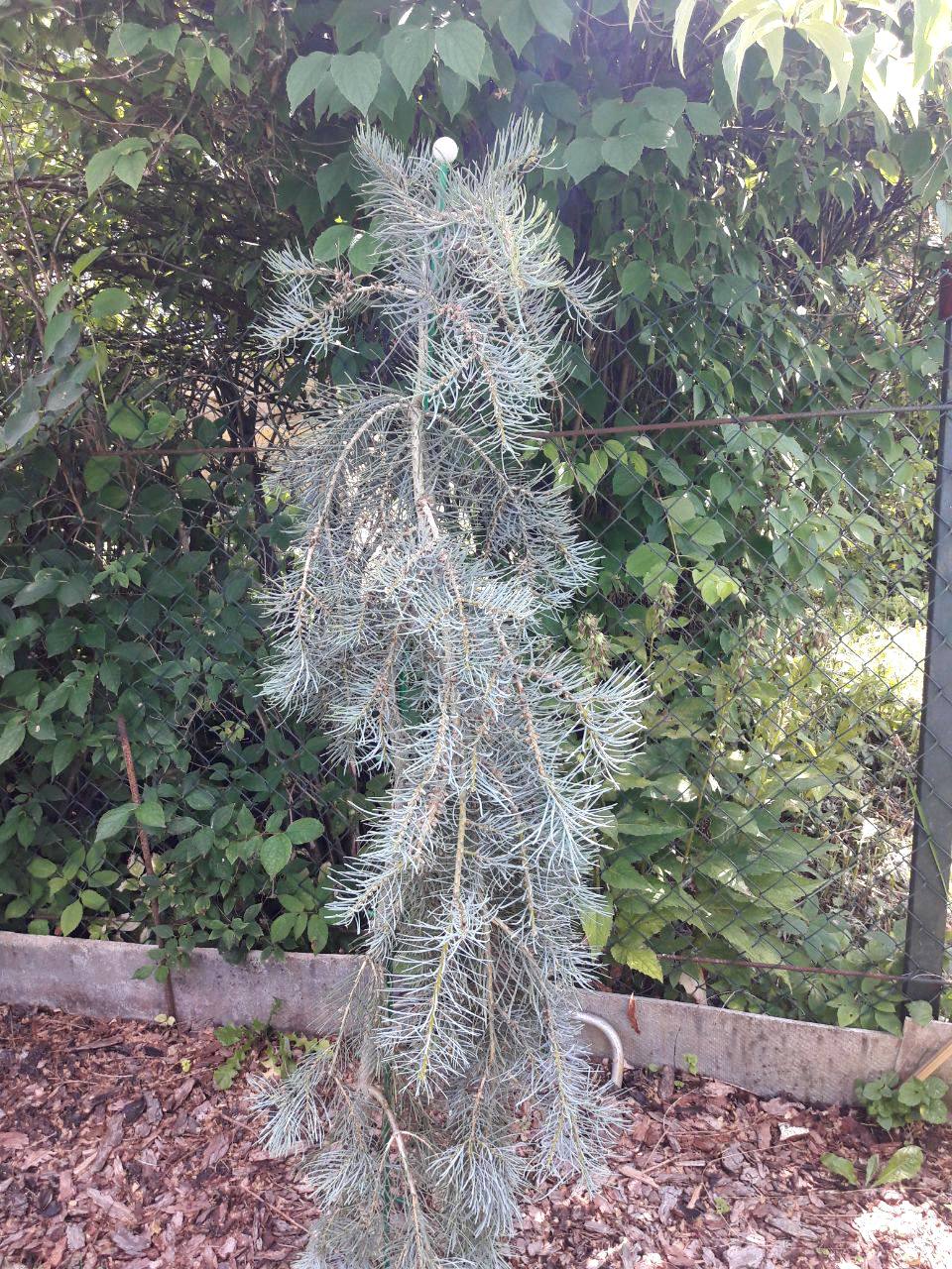 Abies concolor ‘Fagerhult’