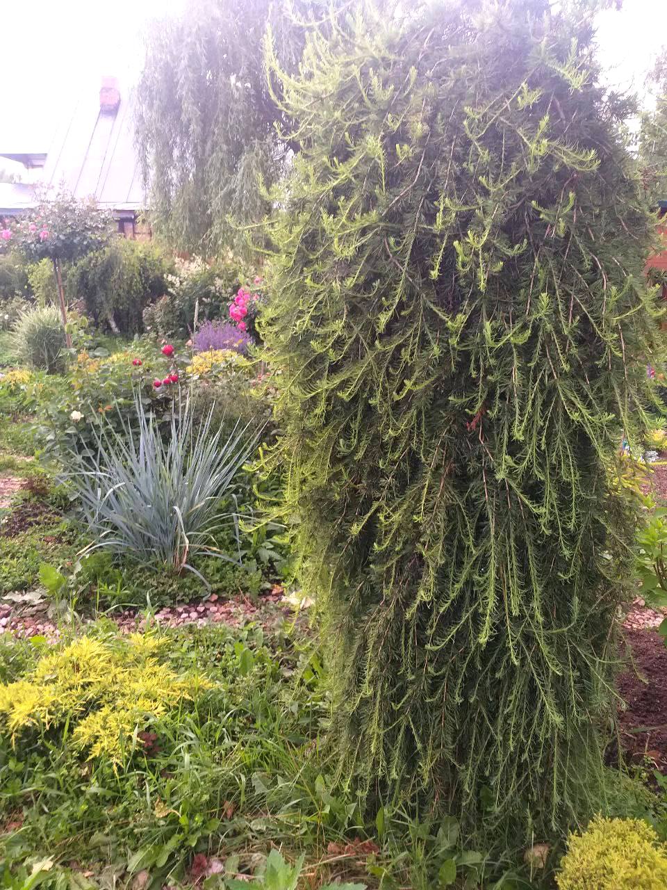 Larix decidua  ‘Puli’