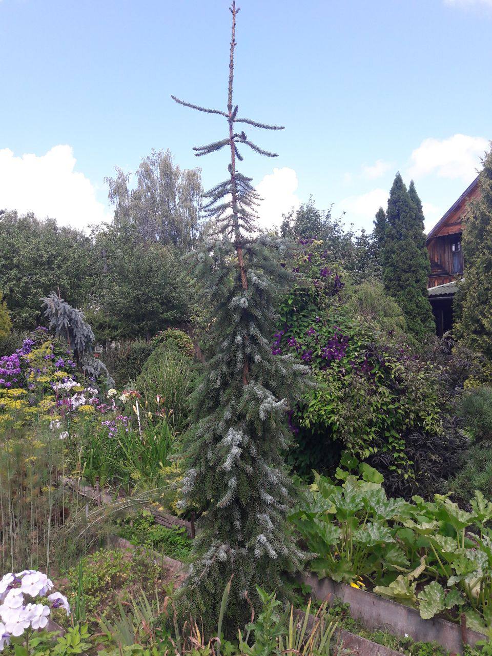 Picea omorika ‘Lehmann’