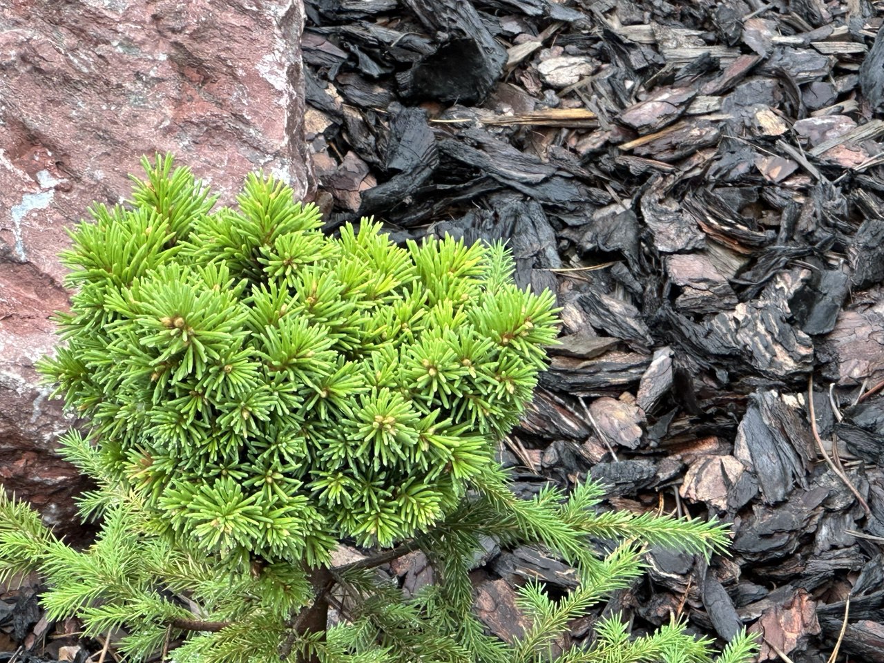 Picea abies ‘Rezinovayа Zina’