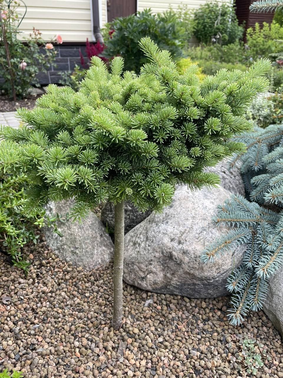 Abies SP 'Raivola'
