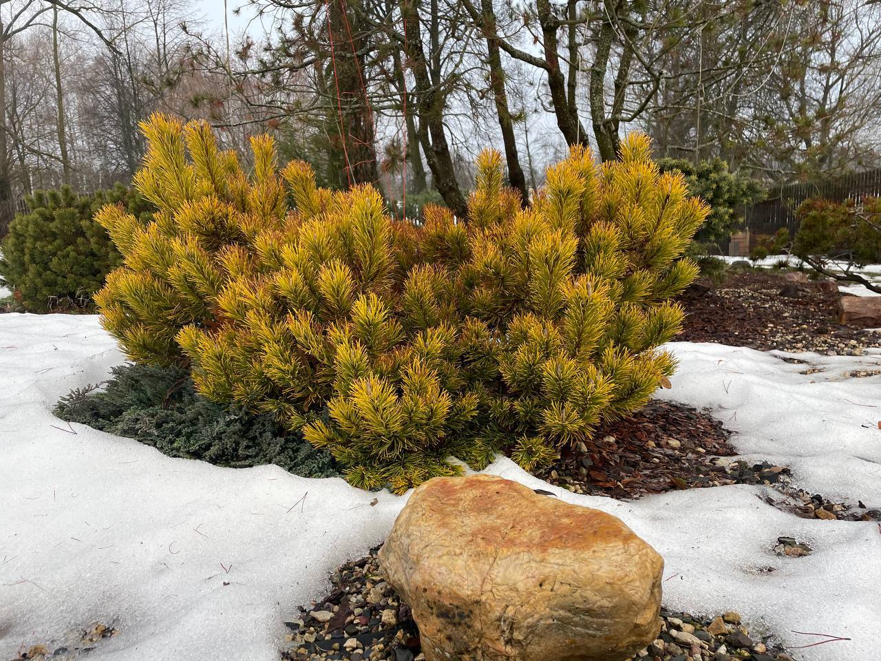 Pinus mugo 'Ophir’