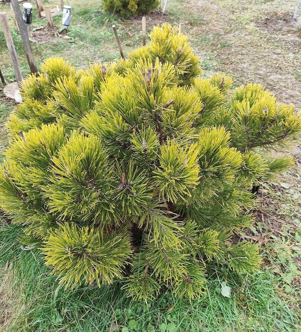 Pinus mugo ‘Golden Glow’