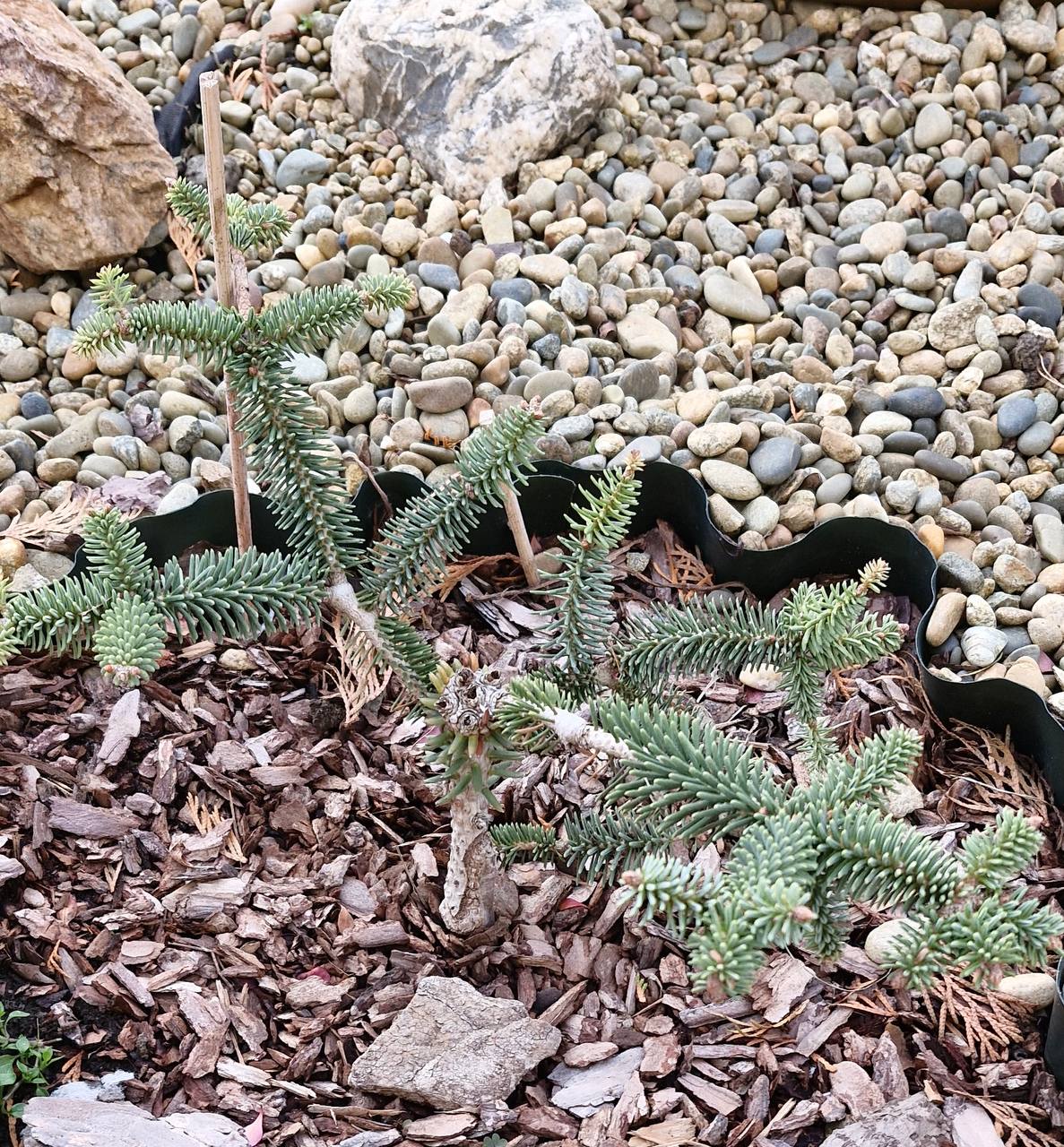Abies pinsapo ‘Glauca’