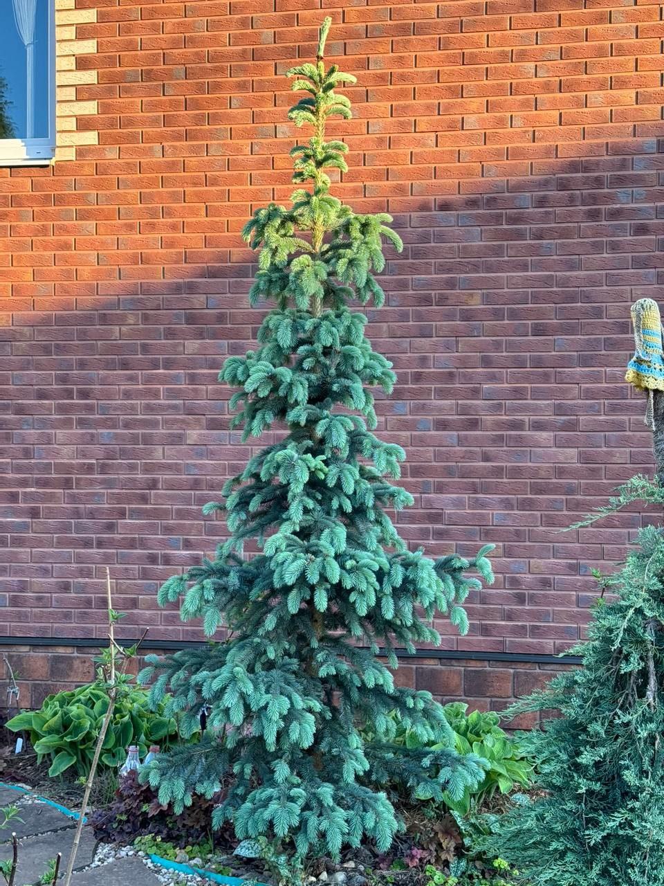 Picea engelmannii 'Glauca'