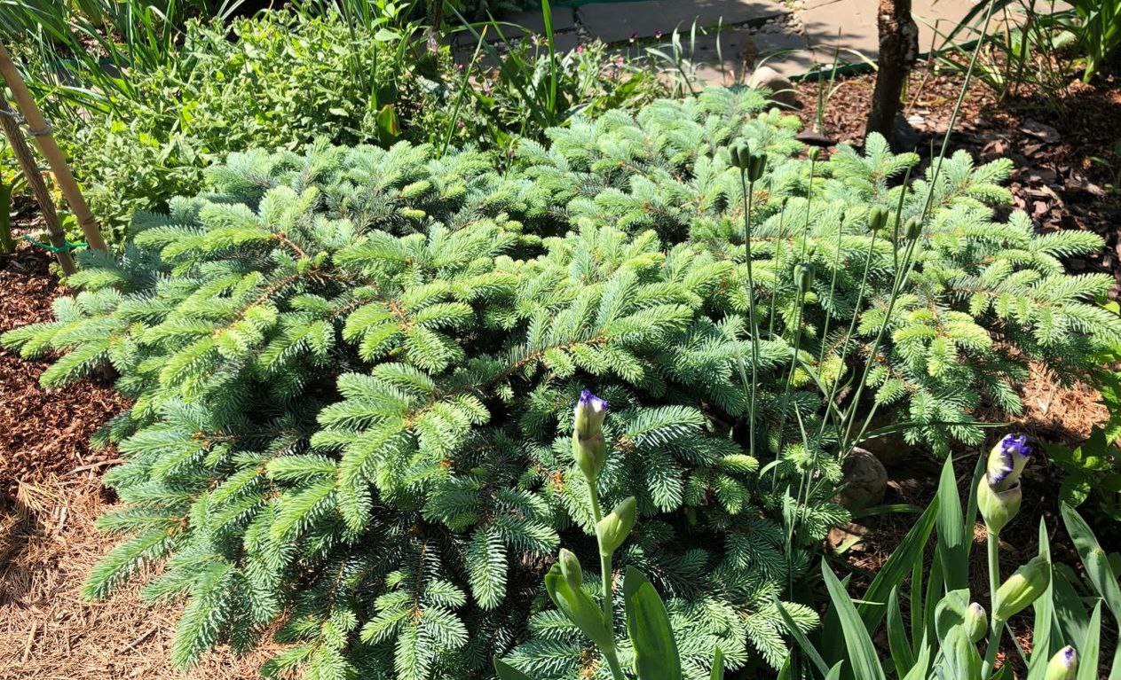 Picea engelmannii 'Thomschke'