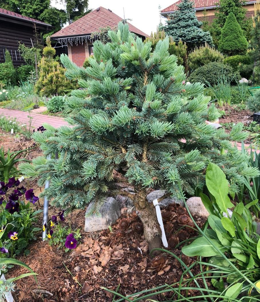 Picea engelmannii 'Stanley Mountain'