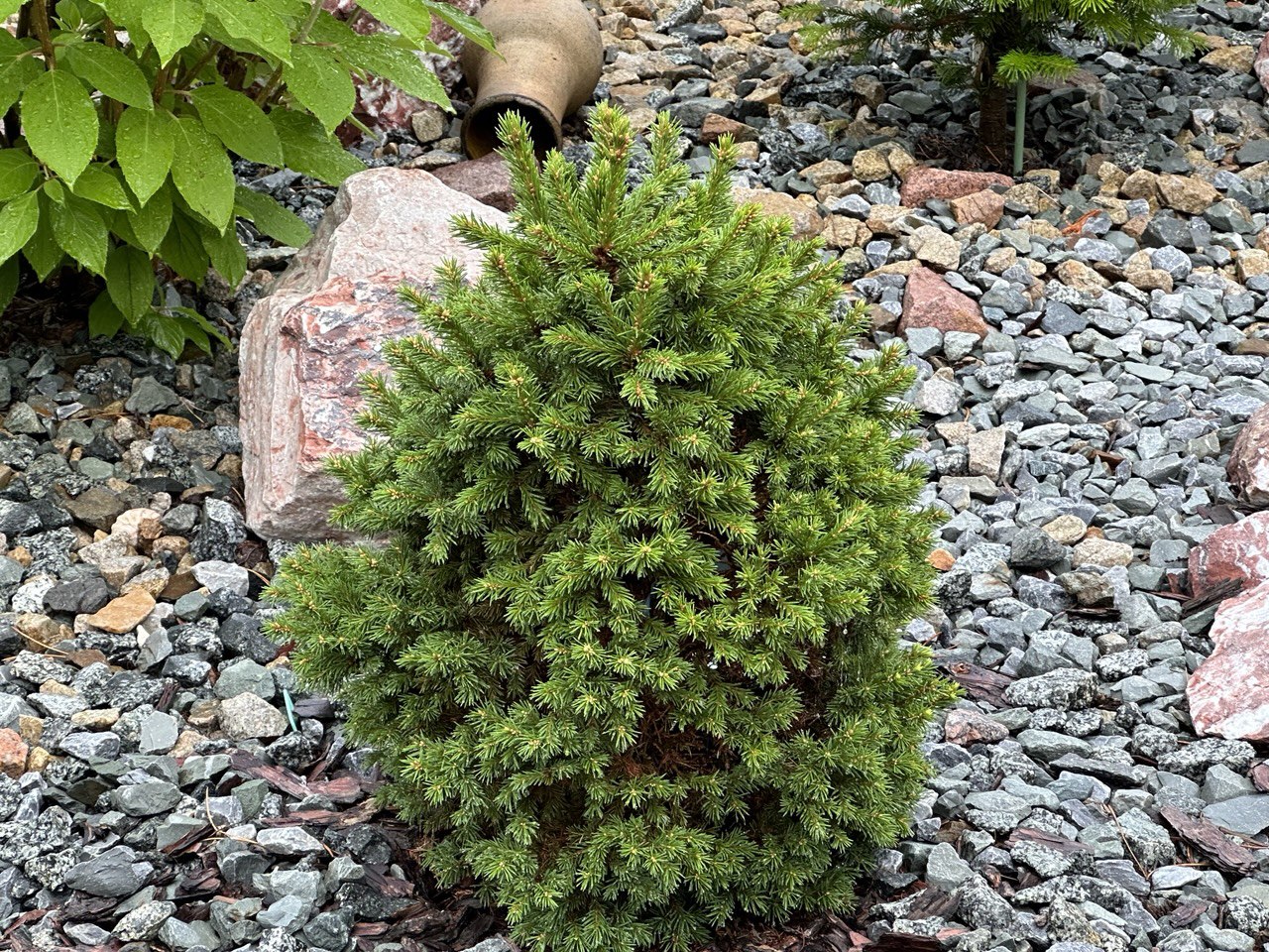 Picea abies ‘Dundanga’