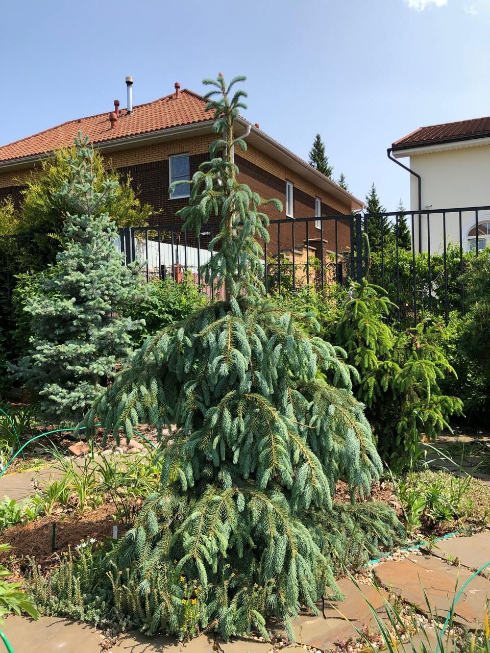 Picea engelmannii 'Bush Lace'