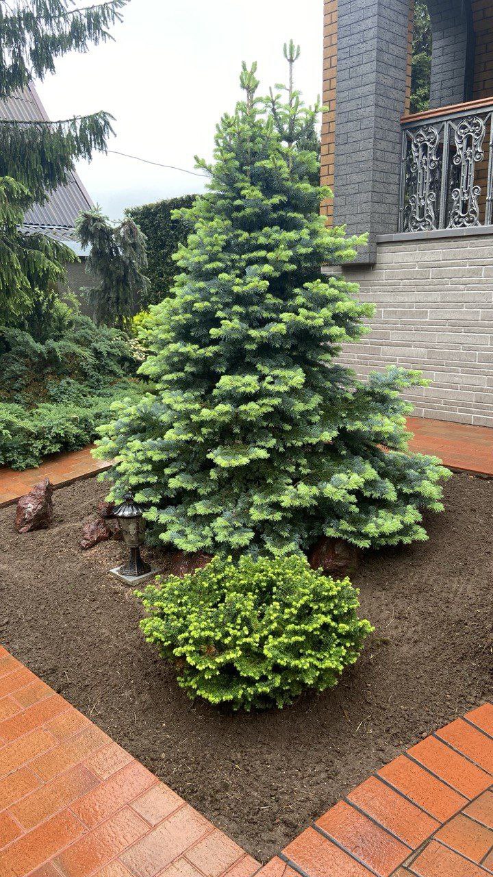 Abies lasiocarpa 'Compacta'