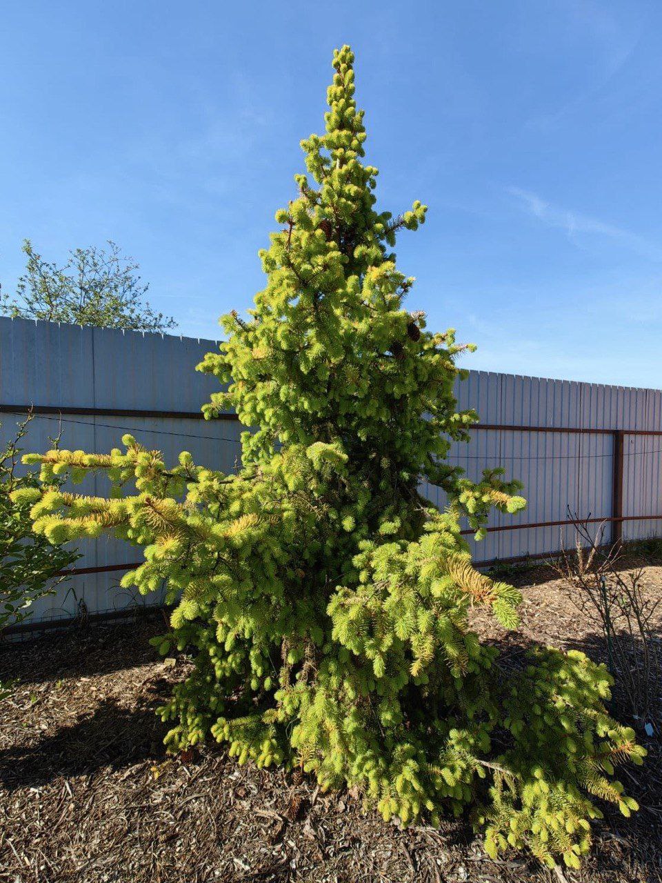 Picea abies 'Aurea Magnifica'