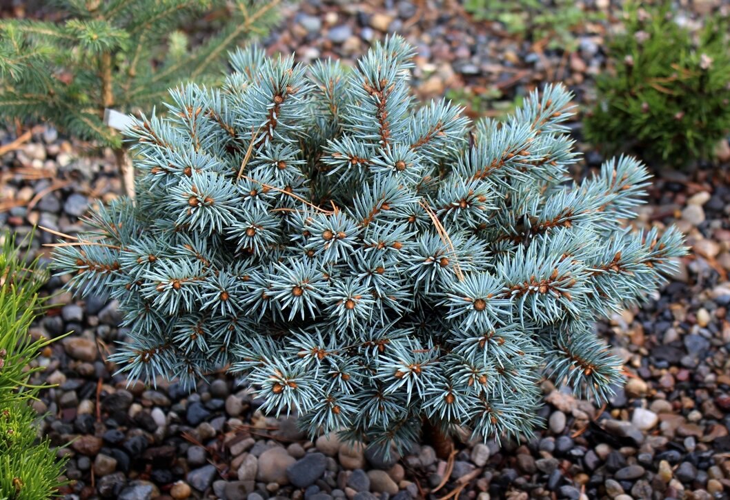Picea pungens ‘Blue Ball’