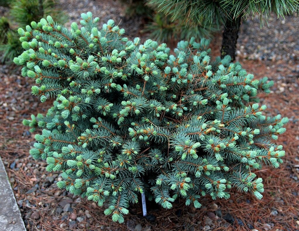 Picea pungens ‘Brno 2’