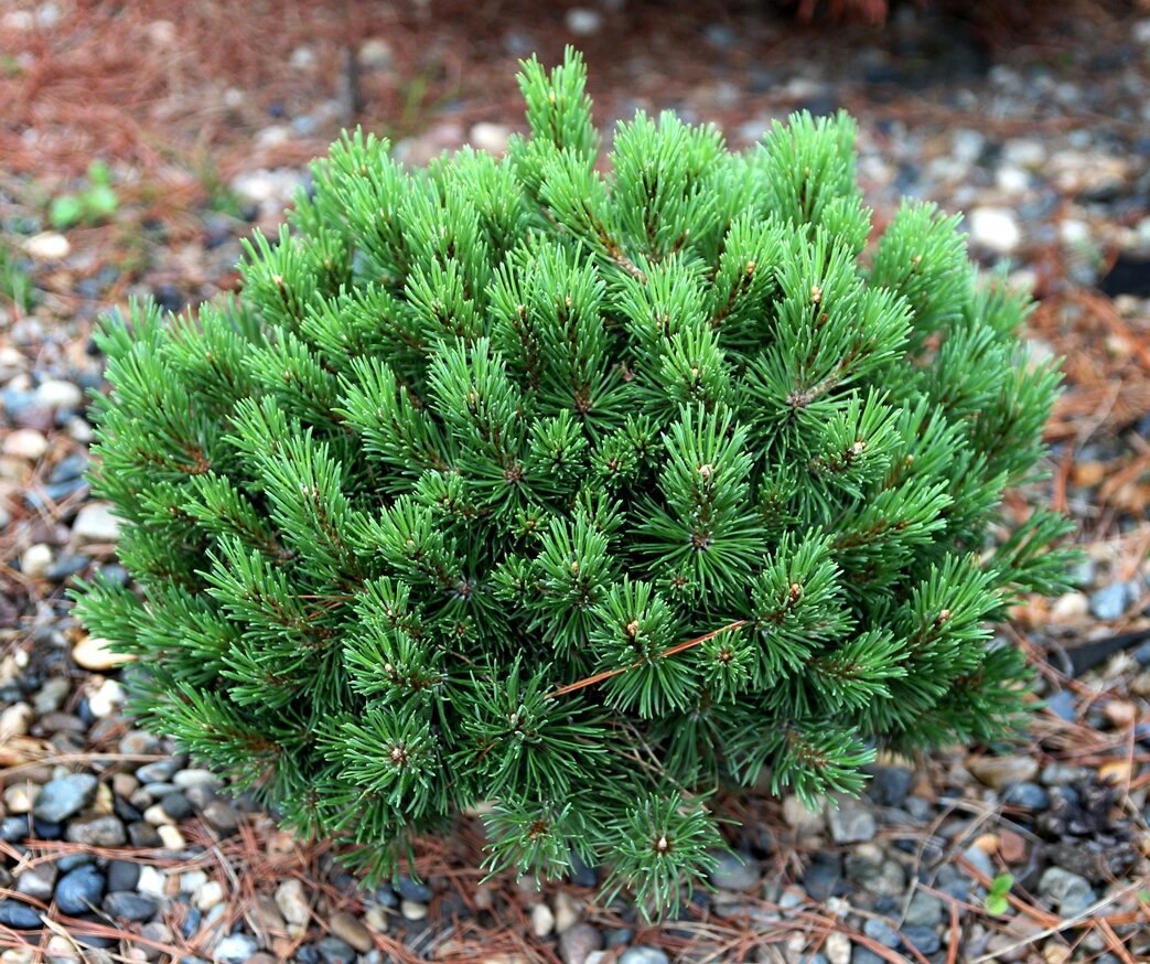 Pinus mugo ‘Fischleinboden’