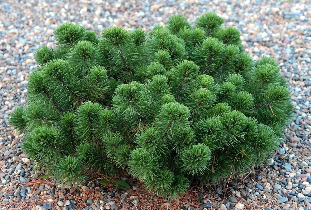 Pinus mugo ‘Krca’