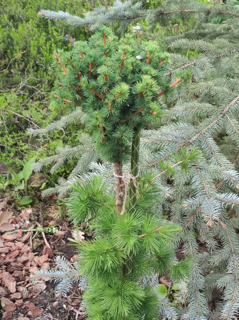 Larix sibirica ‘Jozhik’