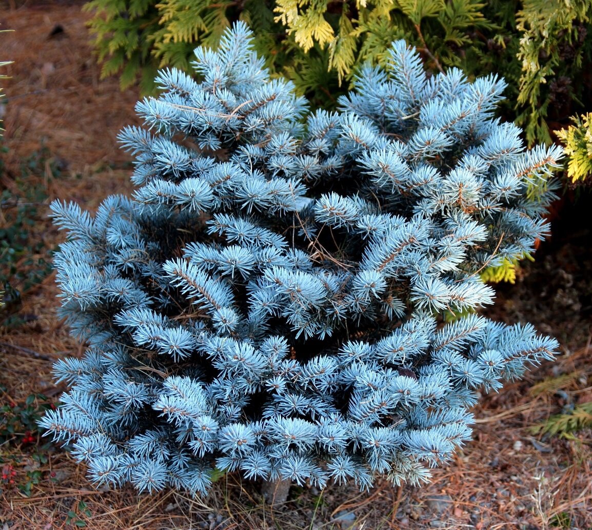 Picea pungens ‘Mini Gola’