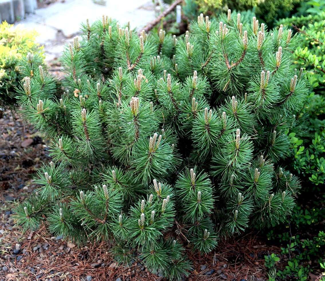 Pinus mugo ‘Bochnik’