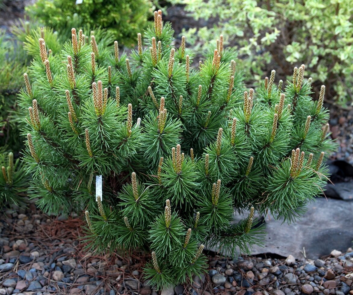 Pinus mugo ‘Bozhi Dar’