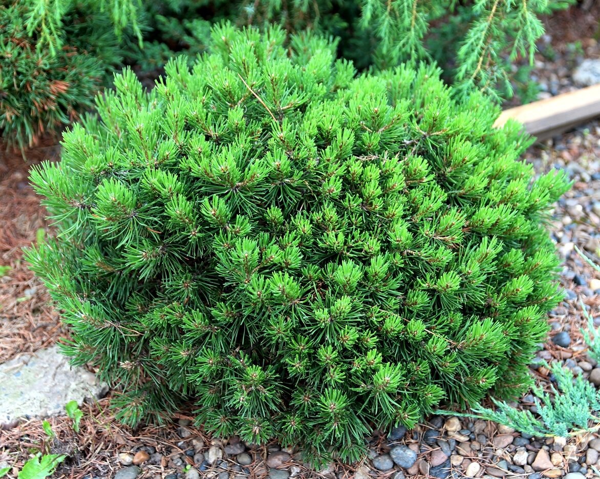 Pinus mugo ‘Horstmann’