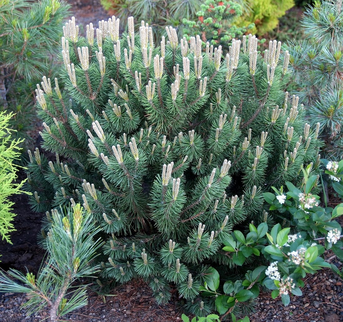 Pinus mugo ‘Hnizdo’