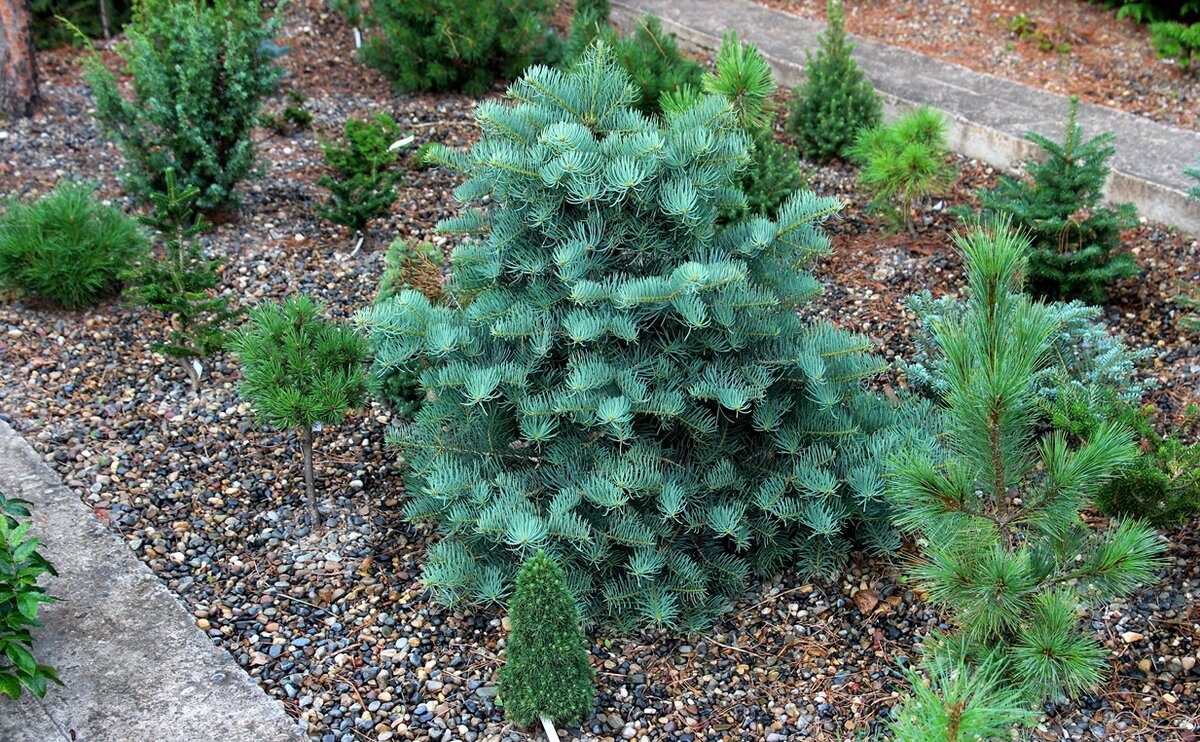 Abies concolor ‘La Veta’