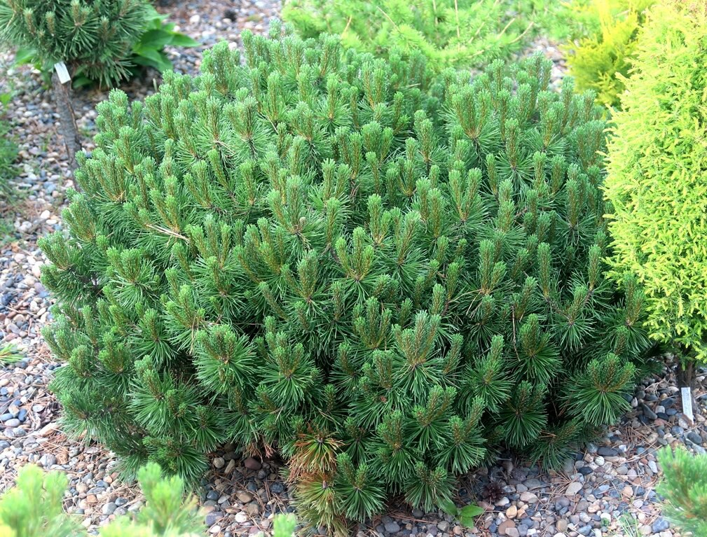 Pinus mugo ‘Litomyshl’