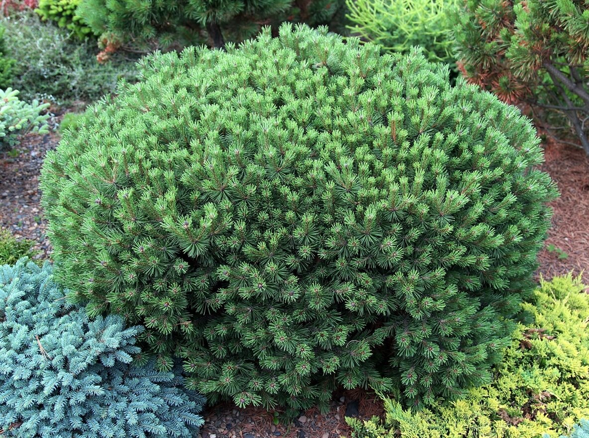 Pinus mugo ’Optima’