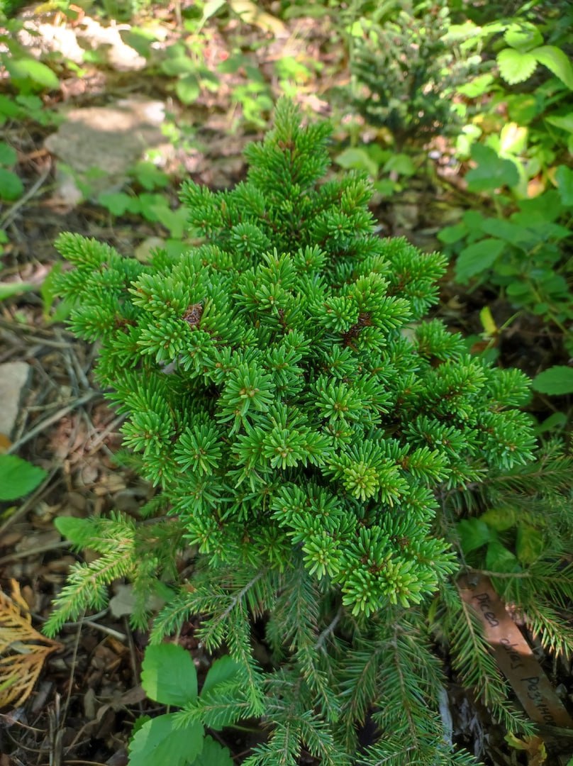 Picea abies ‘Rezinovayа Zina’