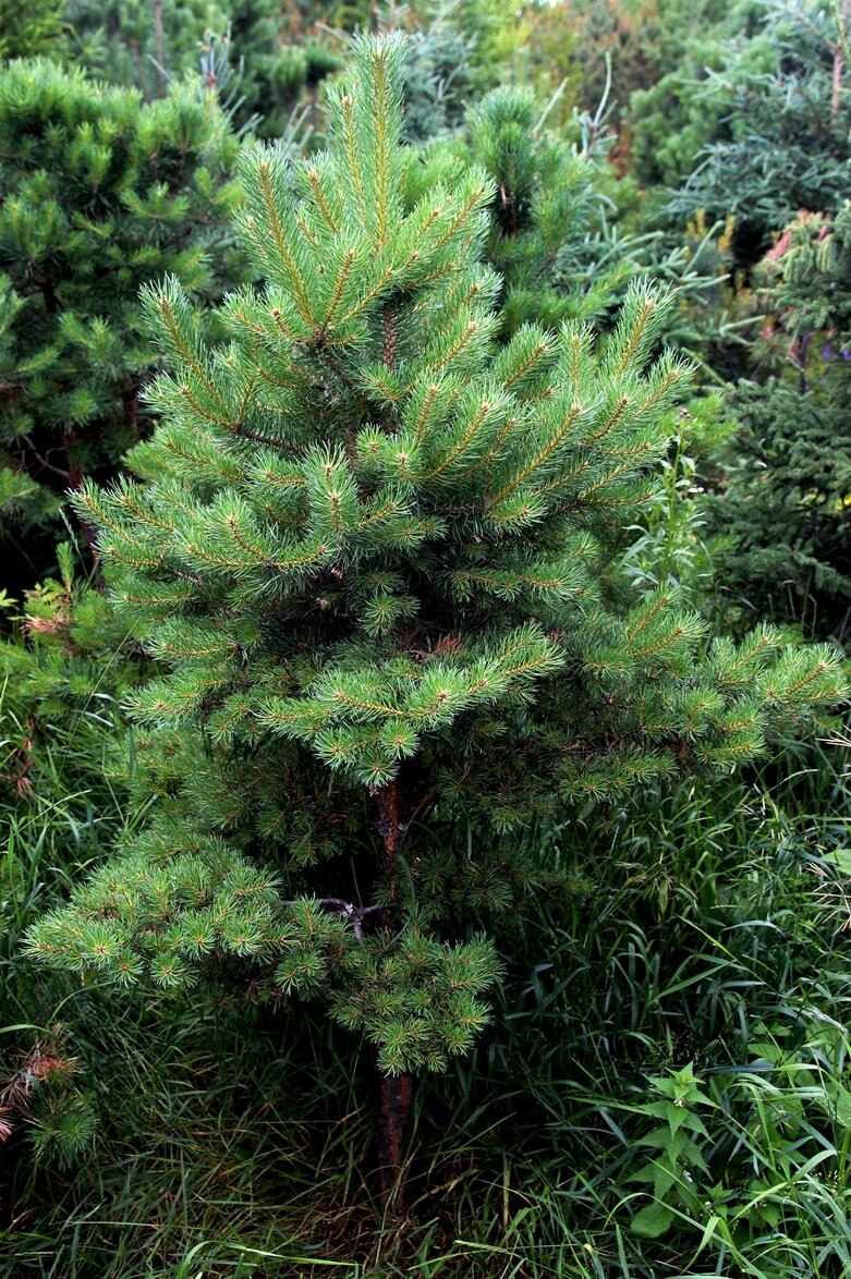 Pinus sylvestris ‘Skjak’