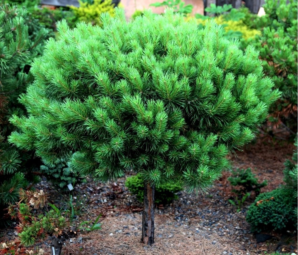 Pinus sylvestris ‘Novaya’