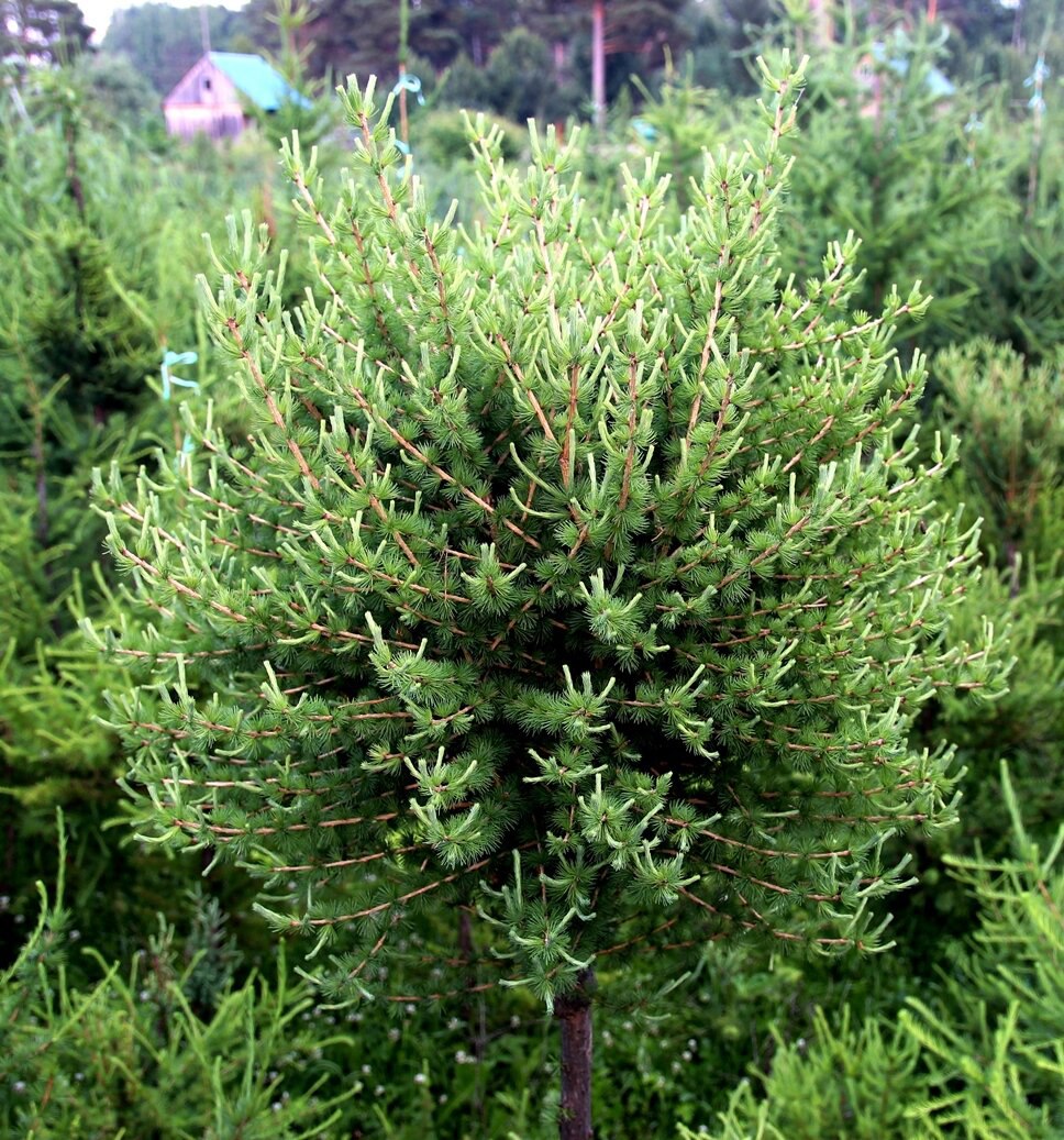 Larix decidua ‘Radl’