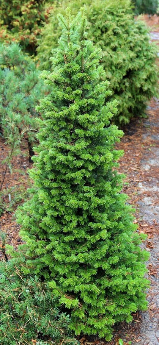 Abies sibirica ‘Austerlits’