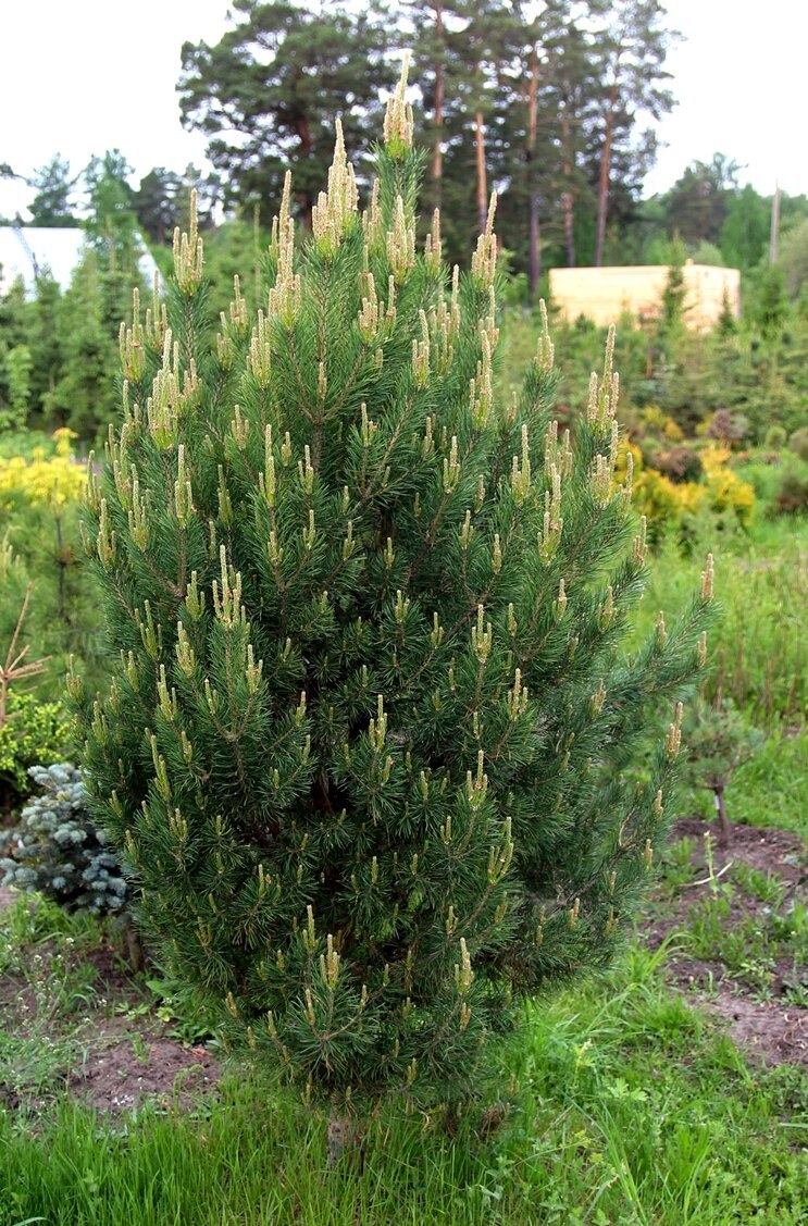 Pinus sylvestris ‘Bi’