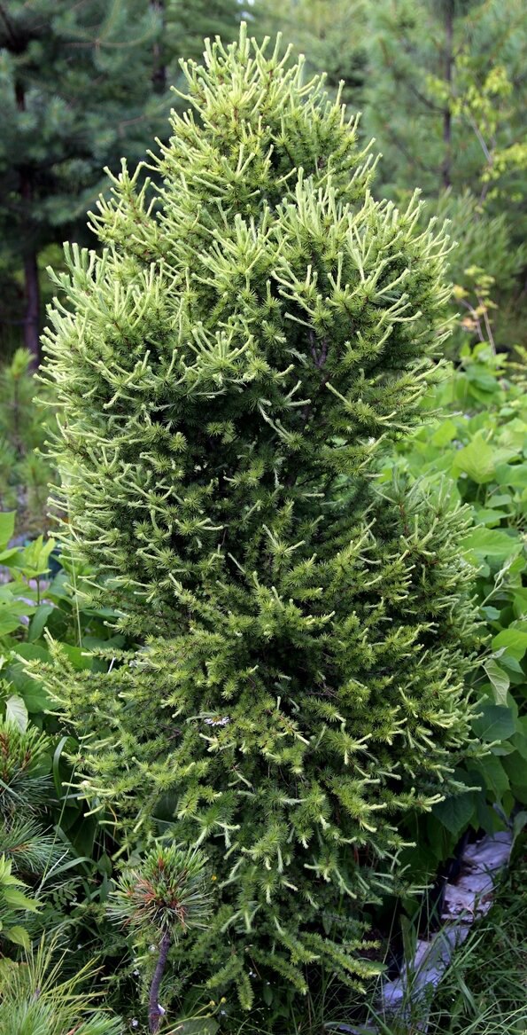 Larix olgensis ‘GTS’