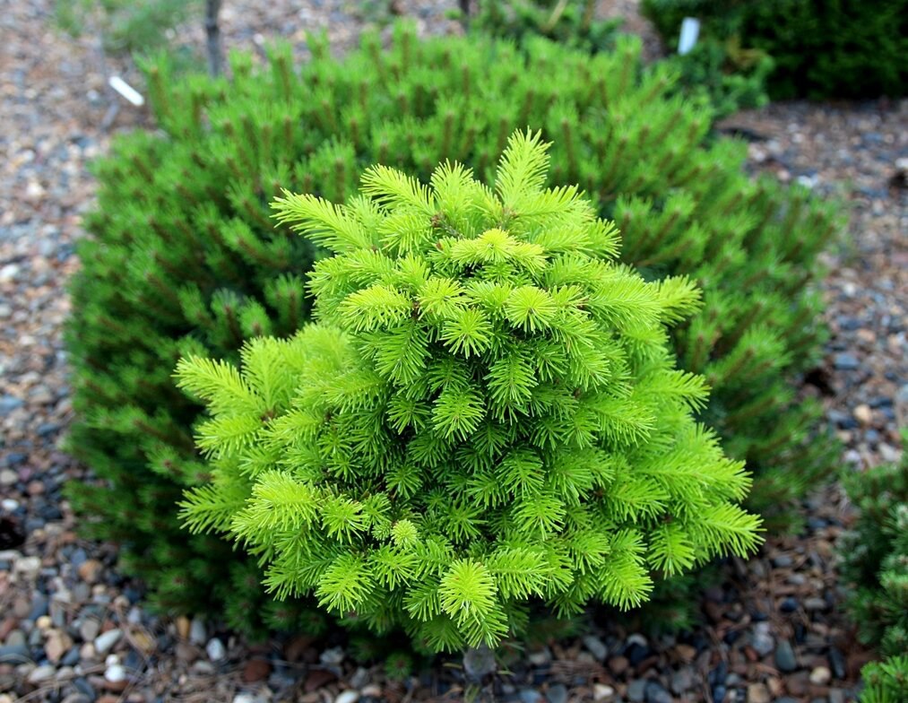 Abies sibirica ‘Izumrud’
