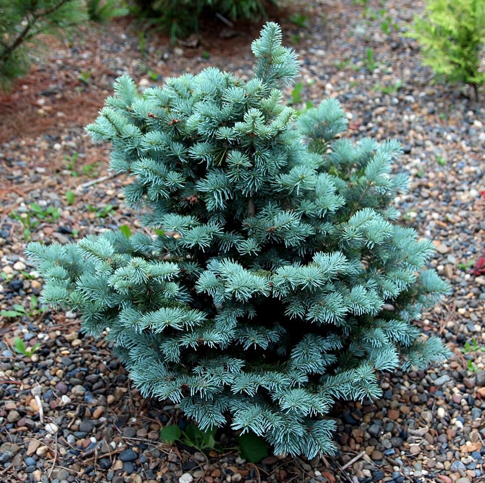 Abies lasiocarpa ‘Compacta’