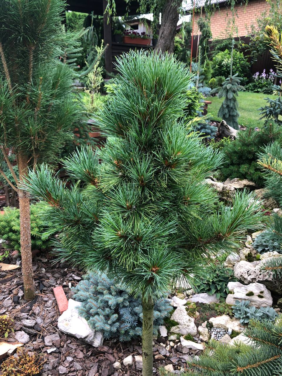Pinus sibirica ‘Seminskiy’