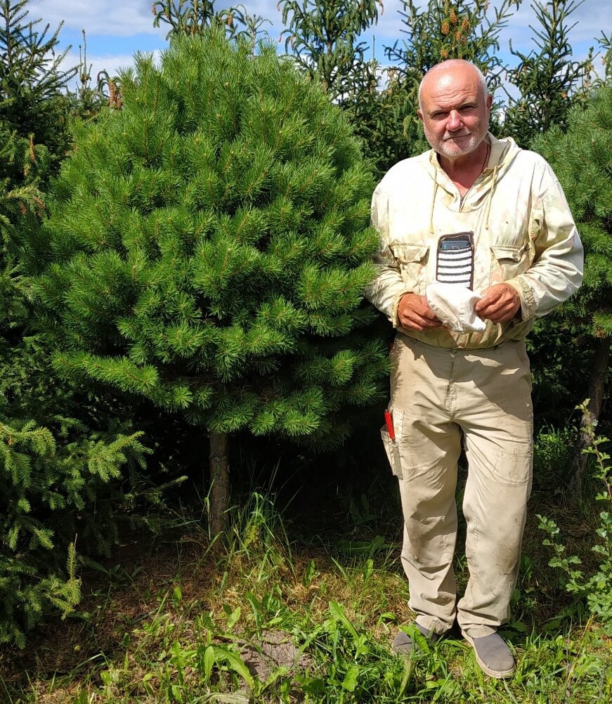 Pinus sylvestris ‘Pamyat' o Mashe'
