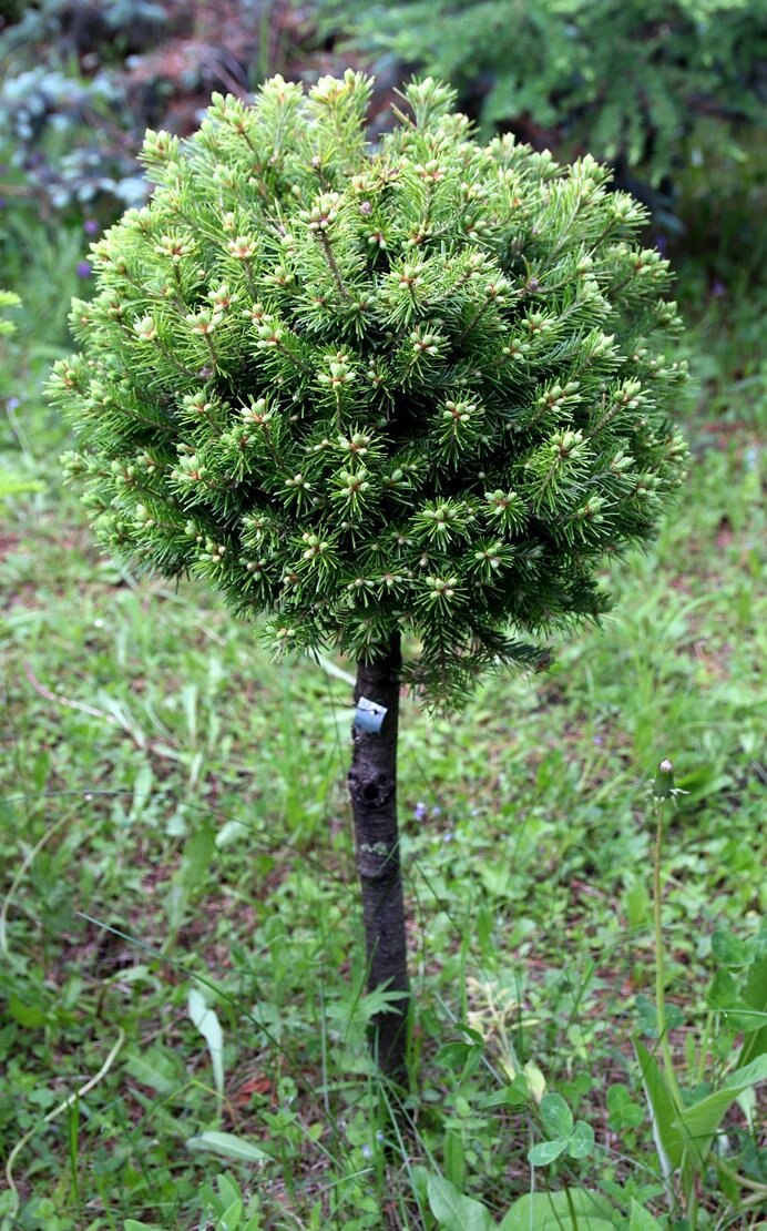 Abies sibirica ‘Katerina’