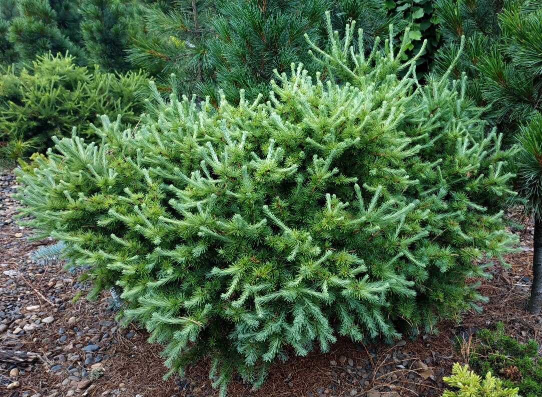 Larix olgensis ‘GTS’