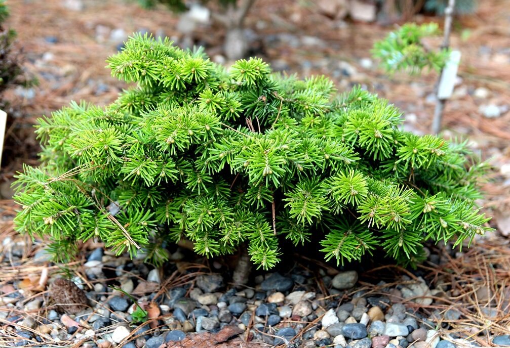 Abies sibirica ’Karagay’