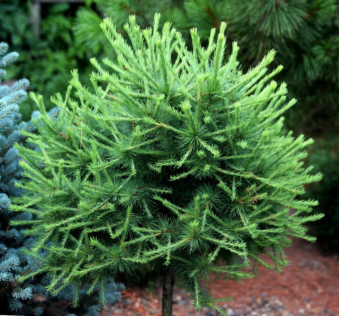 Larix sibirica ‘Oko’