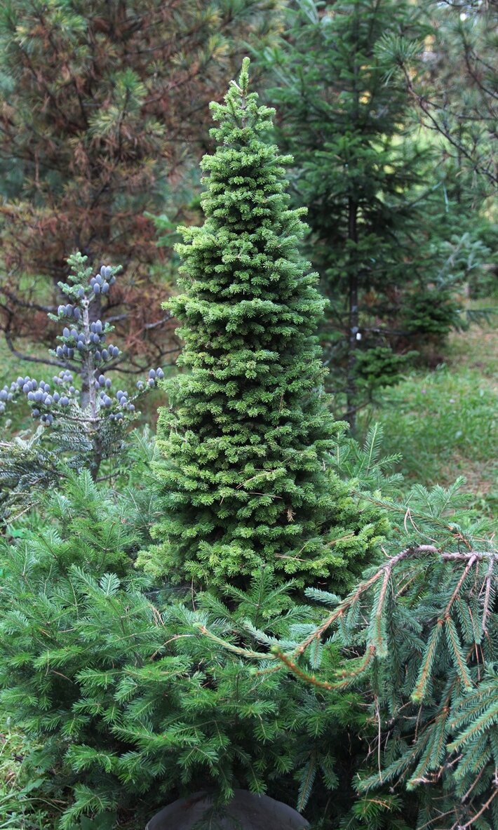 Abies sibirica ‘Serko’
