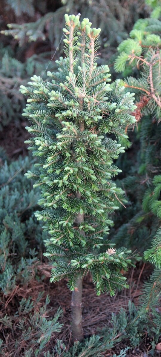 Abies sibirica ‘Tervola’