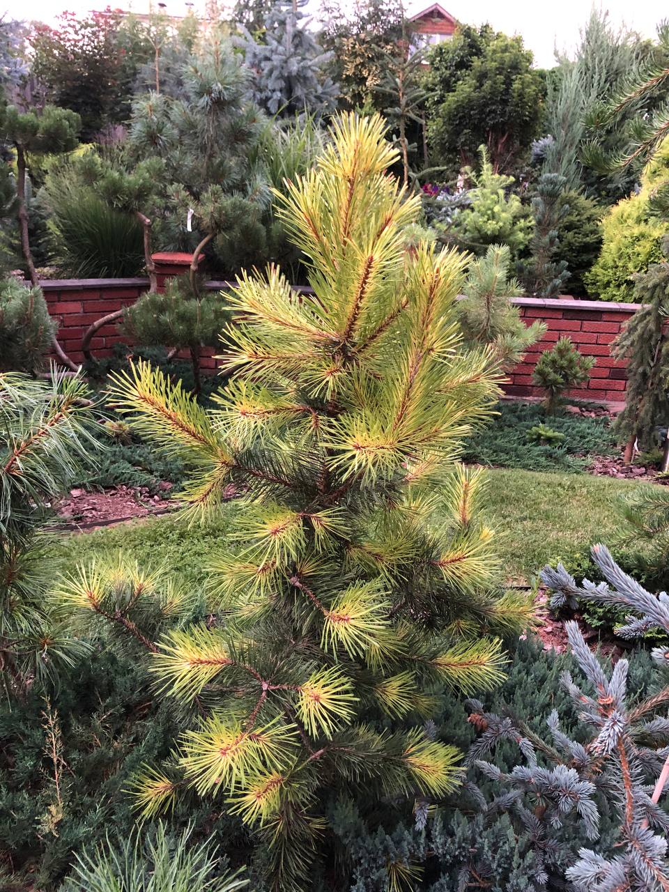 Pinus contorta 'Taylor's Sunburst'