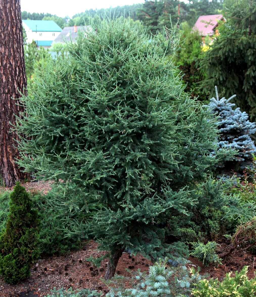 Larix laricina) ‘Deborah Waxman’