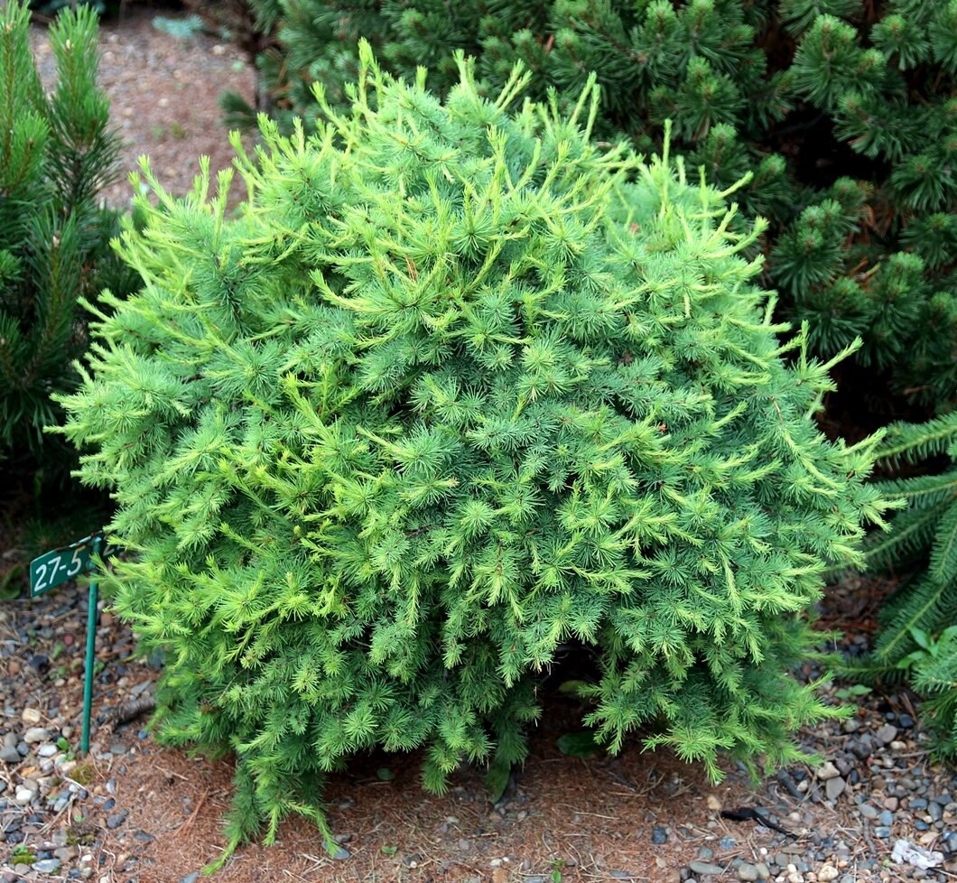 Larix sibirica ‘Metelitsa’