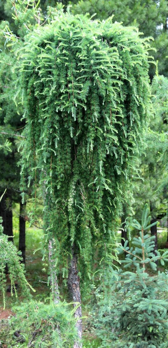 Larix gmelinii var rupprechtii ‘Nesmeyana’